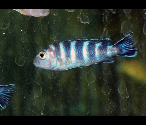 Pseudotropheus demasoni 